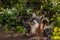 Grey Fox Vixen (Urocyon cinereoargenteus) Looks Up with Kit