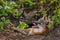 Grey Fox Vixen Urocyon cinereoargenteus With Mosquito on Nose