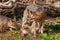 Grey Fox Vixen (Urocyon cinereoargenteus) with Two Kits