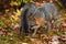 Grey Foxes Urocyon cinereoargenteus Pass Each Other Autumn