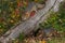 Grey Foxes Urocyon cinereoargenteus Run About Log