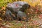 Grey Foxes Urocyon cinereoargenteus Sniff About in Autumn Leav