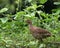 Grey francolin