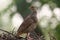 Grey francolin