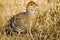 Grey Francolin - Birds of Pakistan
