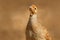 Grey francolin, Francolinus pondicerianus, Ranthambore, India, Asia. Bird sitting on the tree trunk. Francolin in the nature habit