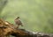 Grey francolin turning its head, Ranthambore National park