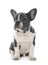 Grey french bulldog