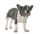 Grey french bulldog