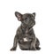 Grey french bulldog puppy sitting,