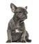 Grey french bulldog puppy sitting, isolated