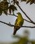 Grey-fronted green pigeon on a perch