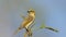 Grey-fronted Honeyeater on branch with copy space