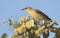 Grey Fronted Honeyeater on flowering acacia tree