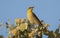 Grey-fronted Honeyeater in flowering wattle tree