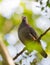Grey-fronted Qual Dove on a branch