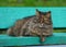 Grey furry green eyed cat is lying on a green wooden bench