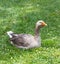 Grey gander from French Marais Poitevin in grass, copy space