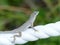 Grey gecko lizard closeup on a white rope