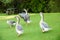 grey geese on green grass in a farmyard or on a lawn, countryside or village environment
