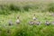 Grey geese in green grass in the field with lake. Resting geese in summer meadow. Waterfowl concept.