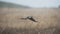 Grey Ghost Male Northern Harrier Flying Low Over Tall Grass in California Coastal Wetlands