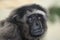 Grey gibbon