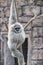 Grey gibbon hanging from a tree behind a stone wall