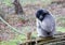 Grey Gibbon sitting