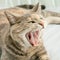 Grey and Ginger Cat Yawning Widely while Lying Down