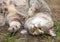 Grey, Ginger and White Tabby Cat Rolling in Dirt and Grass
