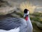 Grey golden crowned crane