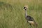 Grey Golden crowned crane Balearica regulorum East African crested Eastern South African crane Gruidae