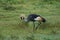 Grey Golden crowned crane Balearica regulorum East African crested Eastern South African crane Gruidae