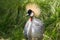 Grey Golden crowned crane Balearica regulorum East African crested Eastern South African crane Gruidae