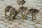 Grey goose chicks feeding on an apple in an urban environment