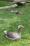 Grey goose and gander from French Marais Poitevin in grass