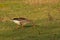 Grey goose pecking for food in a meadow