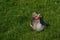 Grey goose walks on the grass on a farm