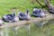 Grey gooses resting on the water mirroring theyrselves in the surface