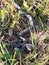 Grey grass- snake, Lithuania