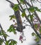 Grey or gray Squirrel - Sciurus carolinensis - upside down on a Florida red maple