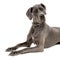 Grey Great Dane