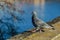 Grey and green domestic pigeon with orange eye