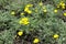 Grey green foliage and yellow flowers of Cota tinctoria Kelwayi