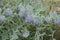 Grey green leaves and violet flowers of Caryopteris clandonensis