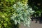 Grey green leaves with white bands of variegated spurge in mid August