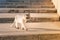 Grey groomed persian chinchilla purebred cat walking outside in the streets of Lisbon city.