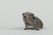 Grey guinea pig on a grey background