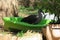 Grey Hadeda Ibis bird cooling off in a plastic splash pool